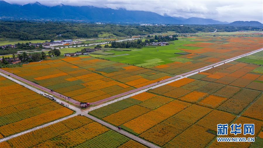（圖文互動）（1）幸?；ㄩ_——高黎貢山下“萬畝花海”帶富美麗鄉(xiāng)村
