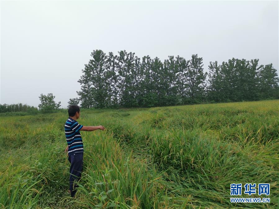 （新華視點(diǎn)·聚焦餐桌外的浪費(fèi)·圖文互動(dòng)）（2）顆粒歸倉為何難實(shí)現(xiàn)？我國糧食收割環(huán)節(jié)損失驚人