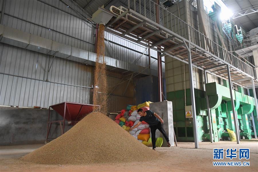 （新華視點(diǎn)·聚焦餐桌外的浪費(fèi)·圖文互動(dòng)）（1）農(nóng)戶儲(chǔ)糧損失達(dá)8%！設(shè)施普遍簡陋，蟲害霉變堪憂