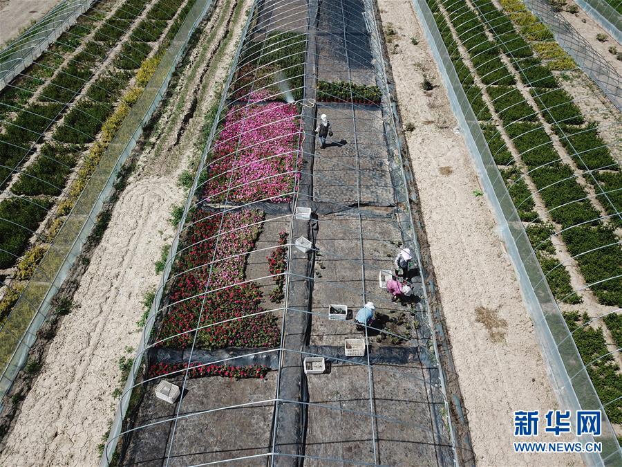 （新華全媒頭條·走向我們的小康生活·圖文互動）（1）“苦甲”不再，“甘味”綿長——脫貧攻堅的甘肅味道