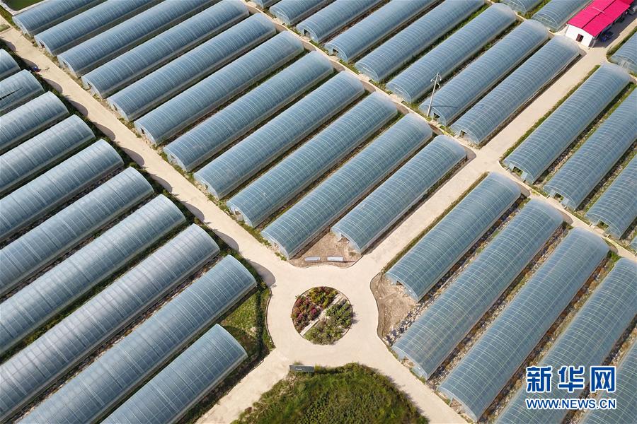 （新華全媒頭條·走向我們的小康生活·圖文互動）（11）“苦甲”不再，“甘味”綿長——脫貧攻堅的甘肅味道