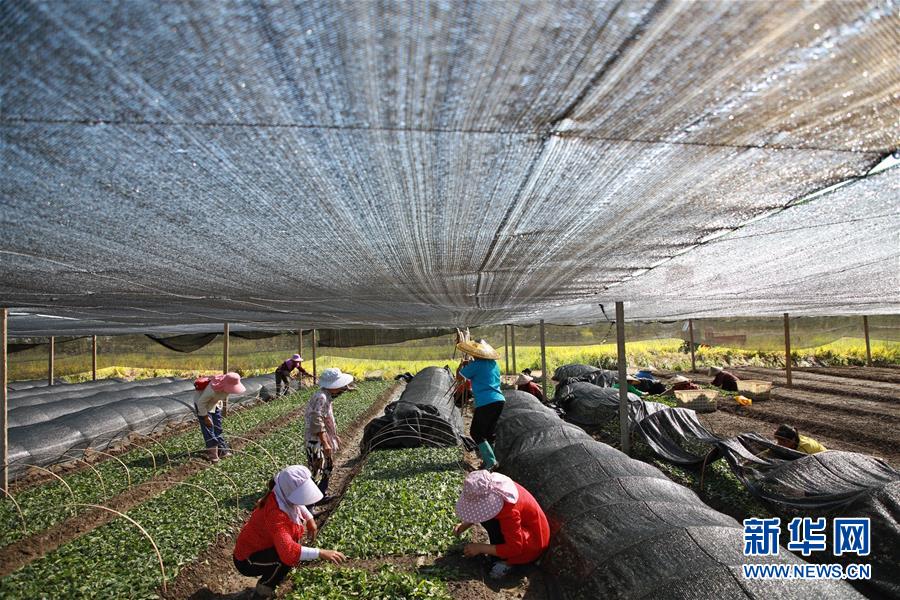 （新華全媒頭條·決戰(zhàn)決勝脫貧攻堅·督戰(zhàn)未摘帽貧困縣·圖文互動）（7）不獲全勝，決不收兵——全國52個掛牌督戰(zhàn)貧困縣脫貧攻堅紀(jì)實