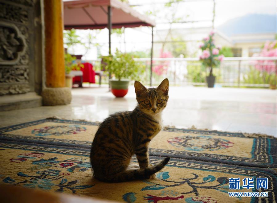 （走向我們的小康生活·決戰(zhàn)決勝脫貧攻堅(jiān)·圖文互動(dòng)）（3）甘青交界處的跨越——保安族、撒拉族的脫貧故事