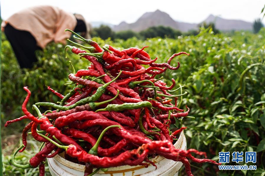 （走向我們的小康生活·決戰(zhàn)決勝脫貧攻堅(jiān)·圖文互動(dòng)）（8）甘青交界處的跨越——保安族、撒拉族的脫貧故事 