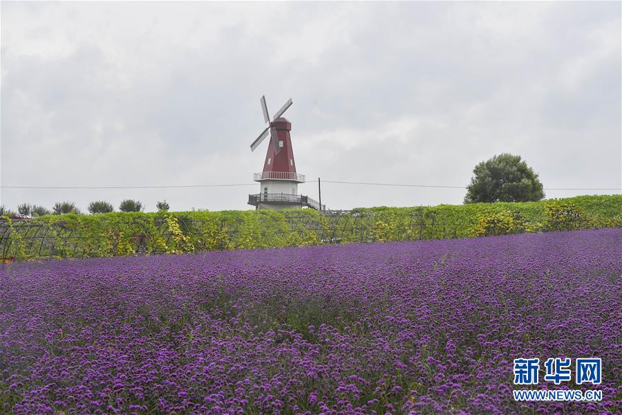 （新華全媒頭條·走向我們的小康生活·圖文互動）（6）黑土地上是我家——在吉林，一瞥中國東北鄉(xiāng)村美麗未來