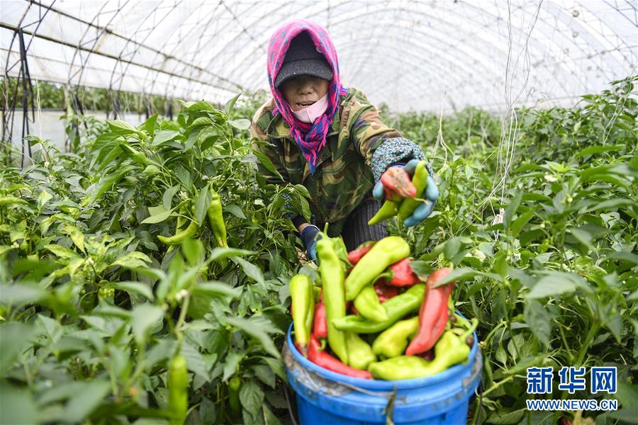 （新華全媒頭條·走向我們的小康生活·圖文互動）（10）黑土地上是我家——在吉林，一瞥中國東北鄉(xiāng)村美麗未來