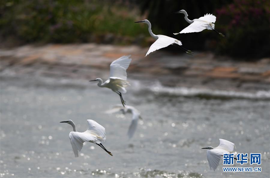 (特區(qū)40年?圖文互動(dòng))(4)廈庇五洲客 門納萬頃濤——廈門經(jīng)濟(jì)特區(qū)40年發(fā)展紀(jì)實(shí)