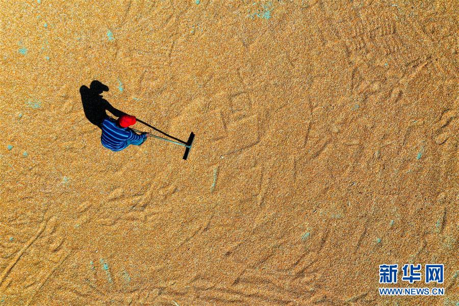 (新華全媒頭條·圖文互動(dòng))(6)天道酬勤的大地贊歌——寫在第三個(gè)中國(guó)農(nóng)民豐收節(jié)之際
