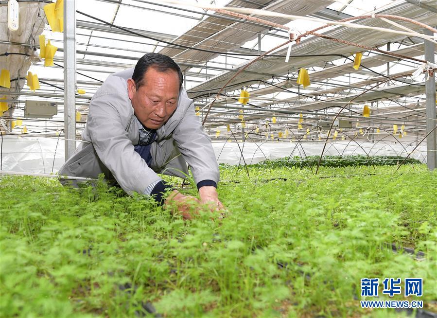 (走向我們的小康生活·決戰(zhàn)決勝脫貧攻堅(jiān)·圖文互動)(1)高原喜見“壽光綠”——“世界屋脊”上的蔬菜發(fā)展奇跡