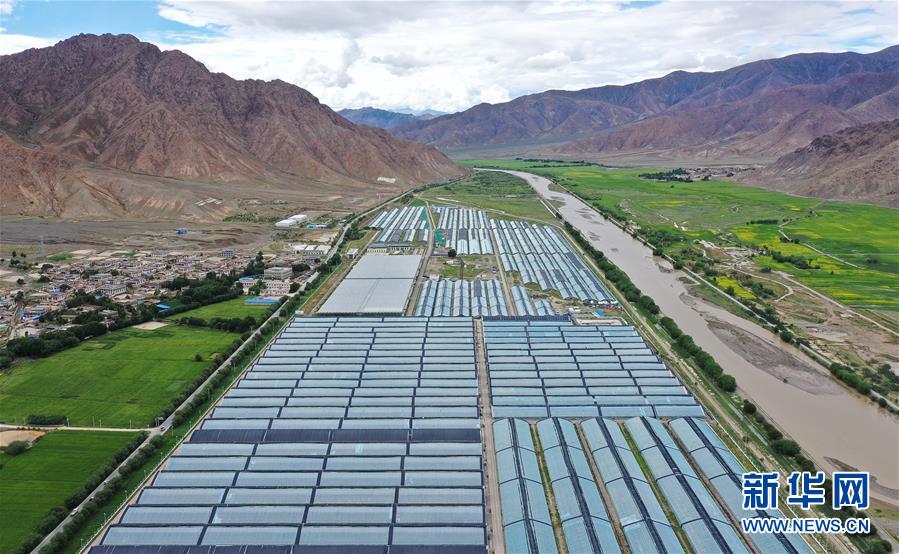 (走向我們的小康生活·決戰(zhàn)決勝脫貧攻堅(jiān)·圖文互動)(2)高原喜見“壽光綠”——“世界屋脊”上的蔬菜發(fā)展奇跡