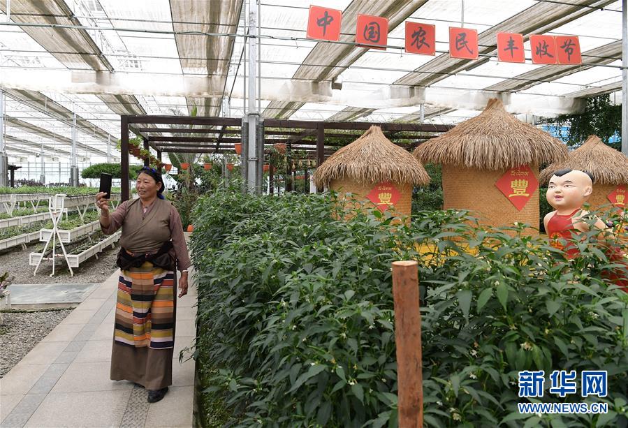 (走向我們的小康生活·決戰(zhàn)決勝脫貧攻堅(jiān)·圖文互動)(3)高原喜見“壽光綠”——“世界屋脊”上的蔬菜發(fā)展奇跡