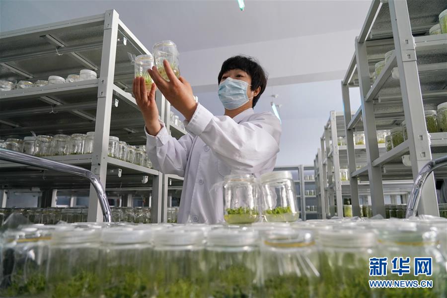 (集中連片特困地區(qū)貧困村調(diào)研行·圖文互動(dòng))(2)壩上小村莊 闊步奔小康——河北張北縣德勝村脫貧調(diào)查