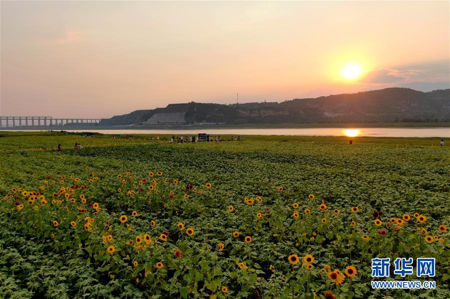 (新華全媒頭條·圖文互動(dòng))(12)從“四亂”突出到生態(tài)修復(fù) 黃河漸成中原“綠飄帶”