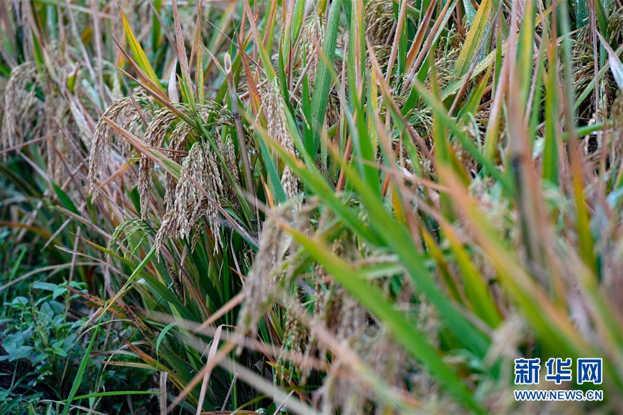 (圖文互動)(5)袁隆平團(tuán)隊雜交水稻雙季畝產(chǎn)突破1500公斤