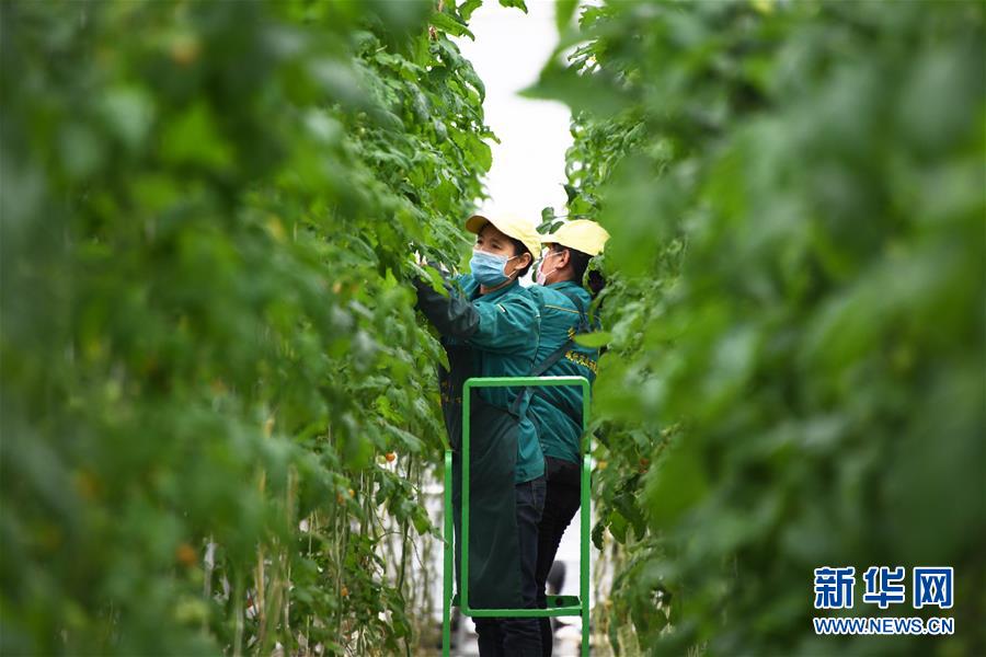 (五中全會(huì)精神在基層·圖文互動(dòng))(1)從黃土荒坡到萬畝良田——蘭州新區(qū)現(xiàn)代農(nóng)業(yè)發(fā)展“變奏曲”
