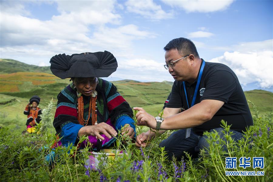 (鄉(xiāng)村振興·圖文互動)(7)涼山深處有“黃金”