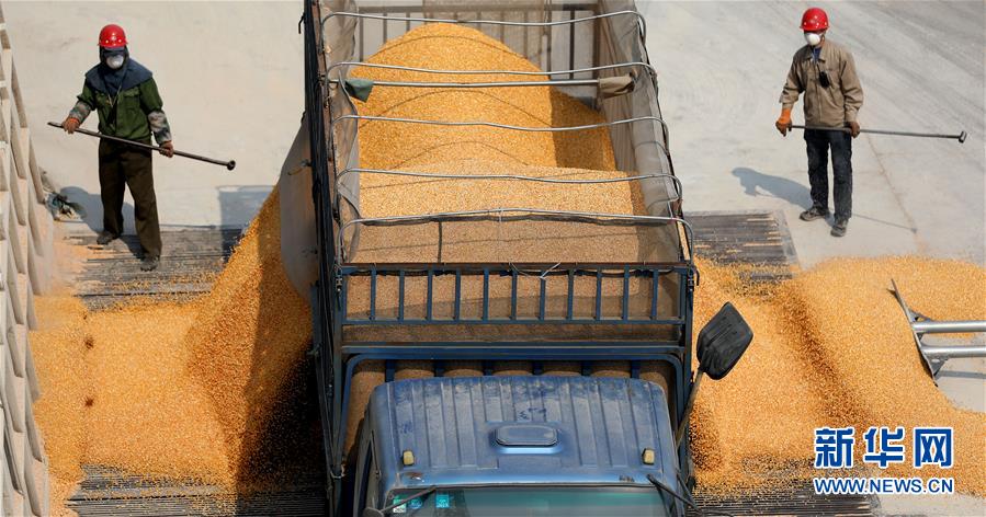 (在習(xí)近平新時(shí)代中國(guó)特色社會(huì)主義思想指引下——新時(shí)代新作為新篇章·習(xí)近平總書記關(guān)切事·圖文互動(dòng))(7)春耕忙 信心足——谷雨時(shí)節(jié)走馬東北直擊糧事