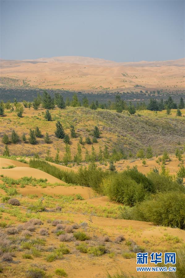 （在習(xí)近平新時(shí)代中國(guó)特色社會(huì)主義思想指引下——新時(shí)代新作為新篇章·習(xí)近平總書(shū)記關(guān)切事·圖文互動(dòng)）（6）綠意，在黃沙中鋪展——我國(guó)防沙治沙紀(jì)實(shí)