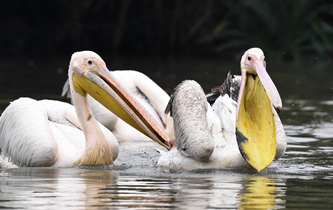 白鵜鶘“作客”?？? />  
<div>白鵜鶘“作客”?？?/div>
</a>
<a href=