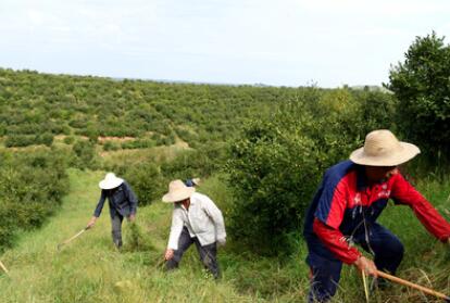 “一畝油茶百斤油，又娶媳婦又蓋樓”——河南光山走上生態(tài)富民路