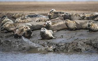 斑海豹洄游棲息遼河入?？? />  
<div>斑海豹洄游棲息遼河入?？?/div>
</a> 
</div>
<div   id=