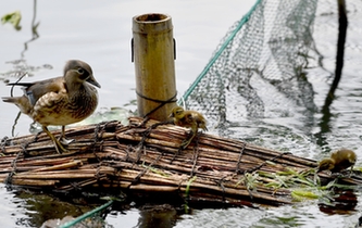 超有愛(ài)！西湖里的鴛鴦“愛(ài)心橋”升級(jí)