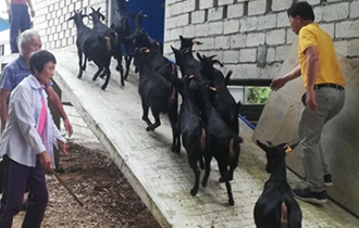 華能?？陔姀S：脫貧攻堅(jiān)齊心力 貧困鄉(xiāng)村煥新顏