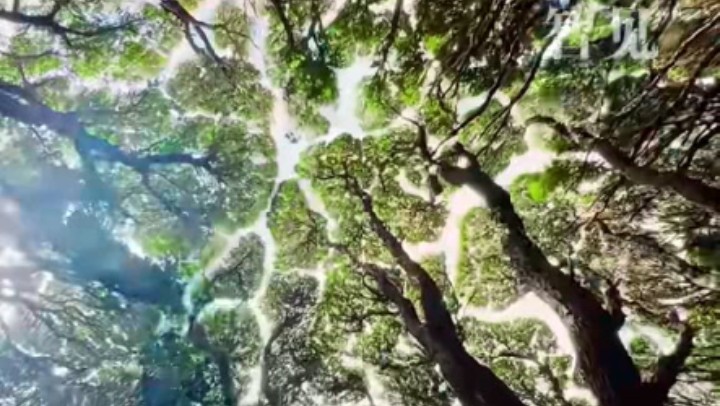 樹木為何會(huì)相互“禮讓”？