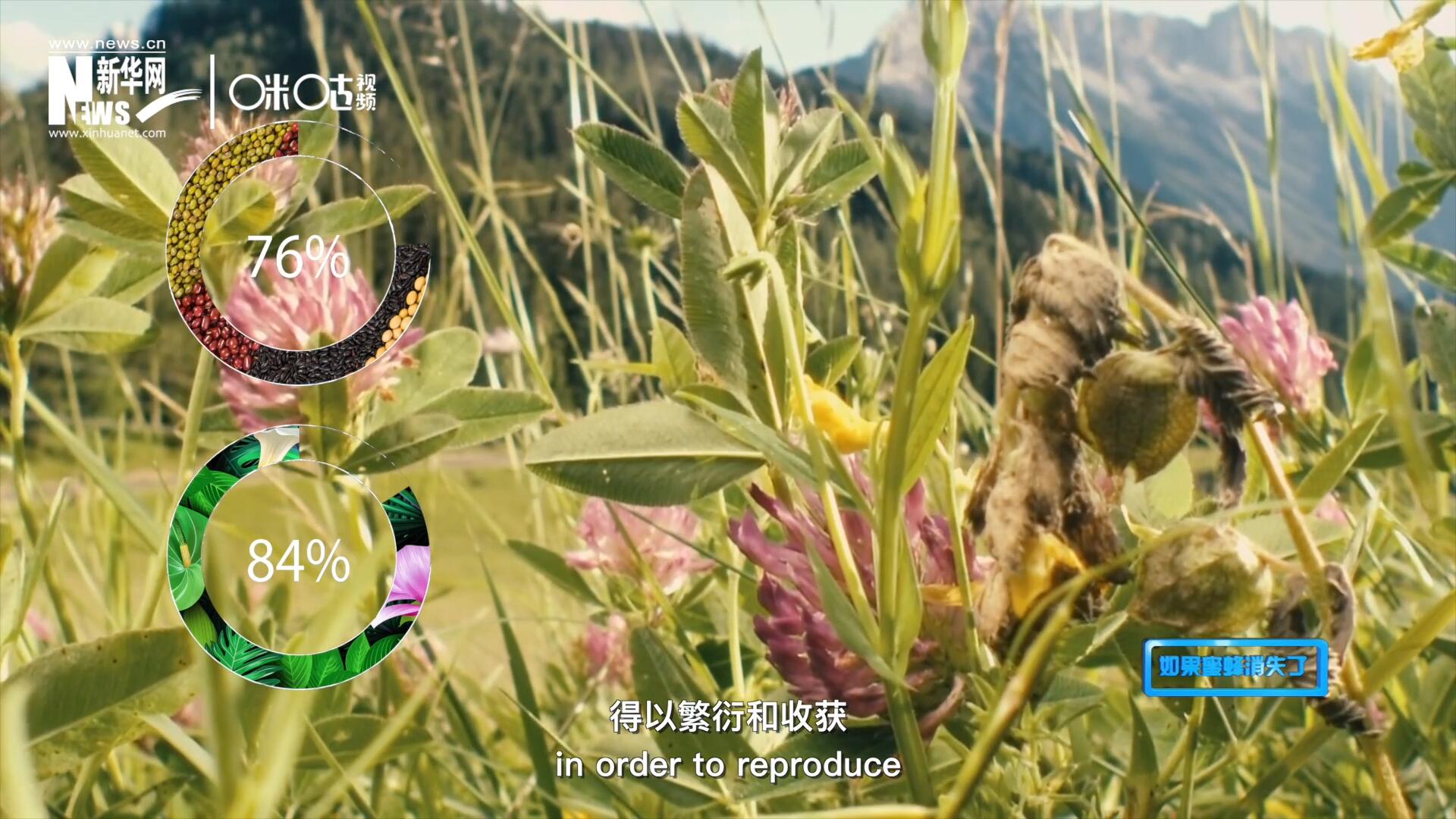 世界上百分之七十六的糧食作物和百分之八十四的植物，通過(guò)蜜蜂傳授花粉得以繁衍和收獲