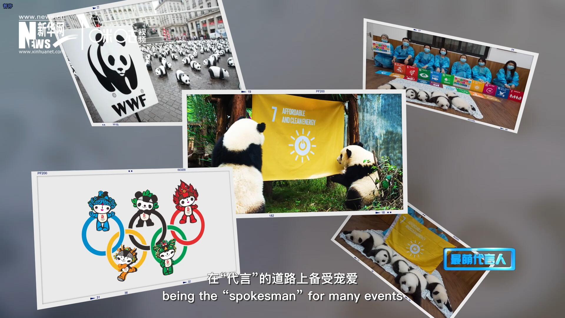 大熊貓在世界各地圈粉無數(shù)，在“代言”的道路上備受寵愛。