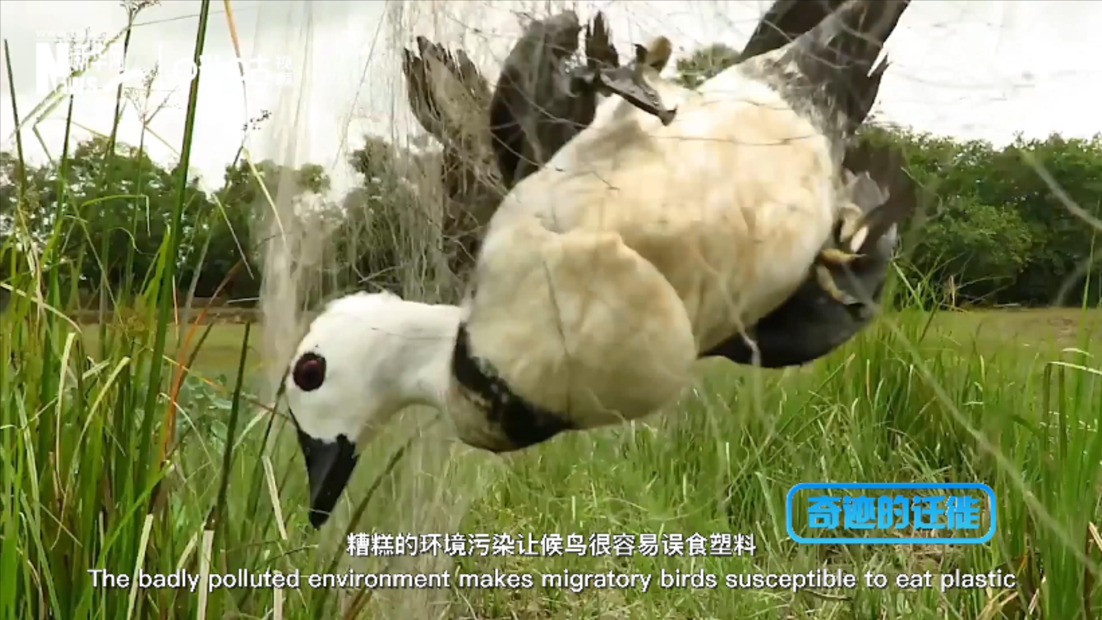 棲息地減少、環(huán)境污染、捕殺正威脅著候鳥的生存