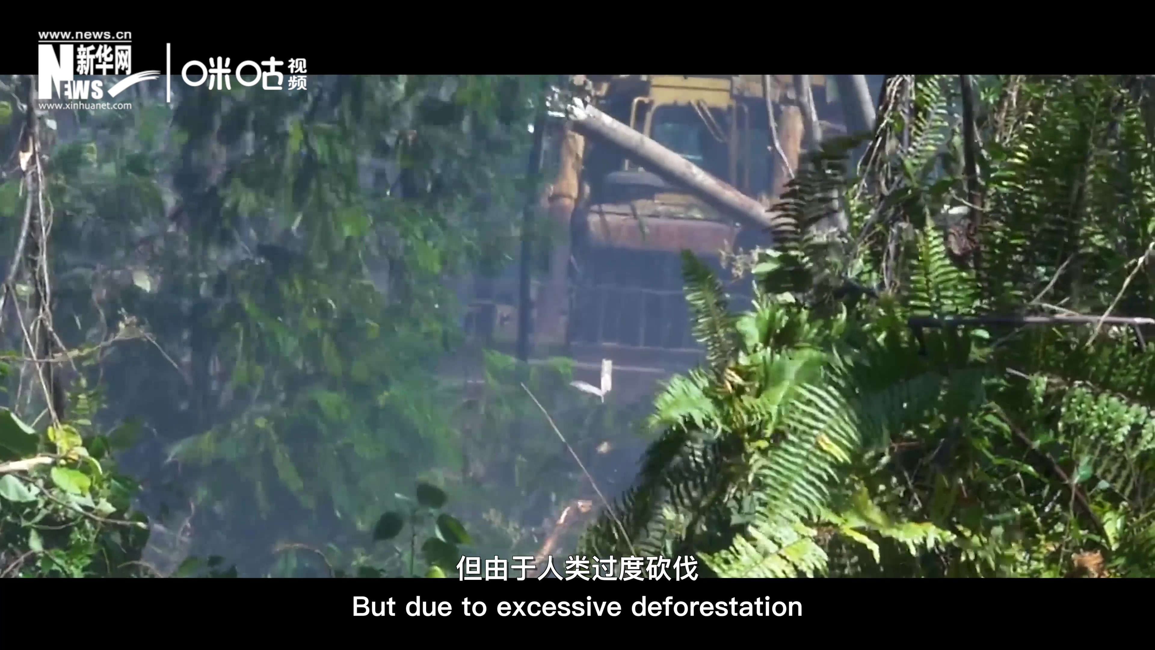 自1990年到現(xiàn)在，全球森林面積減少了1.78億公頃