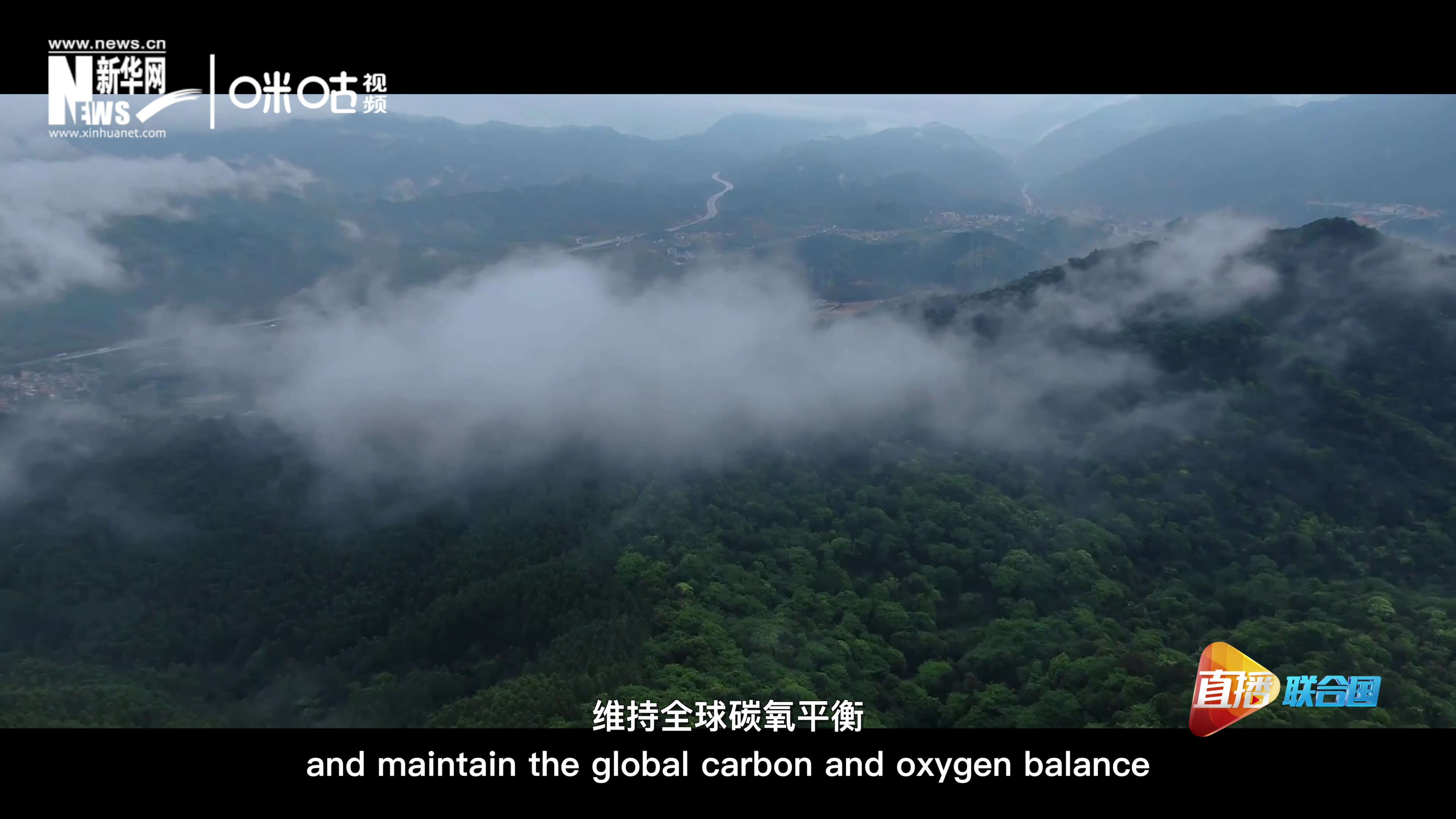 森林的碳匯可以協(xié)助減緩氣候變化，維持全球碳氧平衡