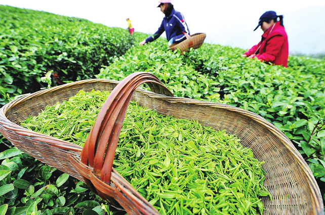西湖龍井像LV包，原因在這里
