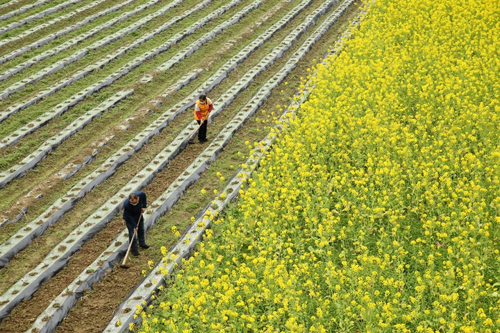 新華社評(píng)論員:防疫不誤農(nóng)時(shí)，固本首在“三農(nóng)”