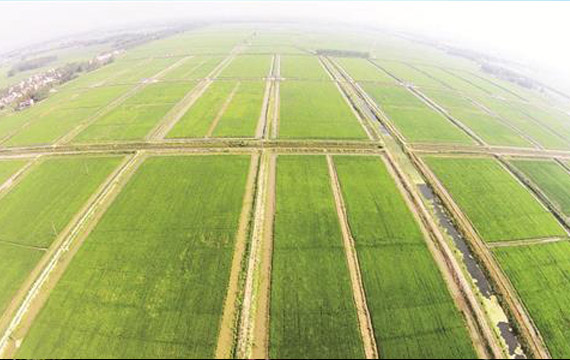 湖北潛江龍蝦振興鄉(xiāng)村 帶動從業(yè)人數已超過10萬人