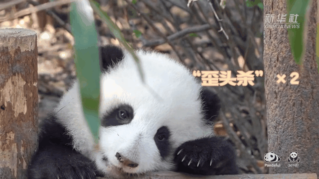 請注意，前方有滾滾發(fā)起近距離“歪頭殺”