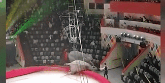 意外！場(chǎng)面失控 俄馬戲團(tuán)大象踩踏觀眾席