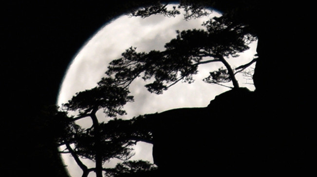 太驚艷！明月奇松 夢(mèng)幻同框