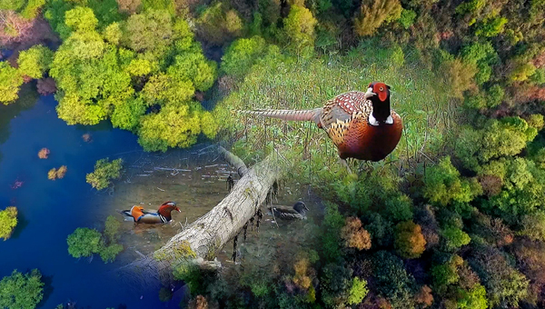 世界地球日丨神奇珍稀動(dòng)物在哪里？車八嶺國(guó)家級(jí)自然保護(hù)區(qū)走一波