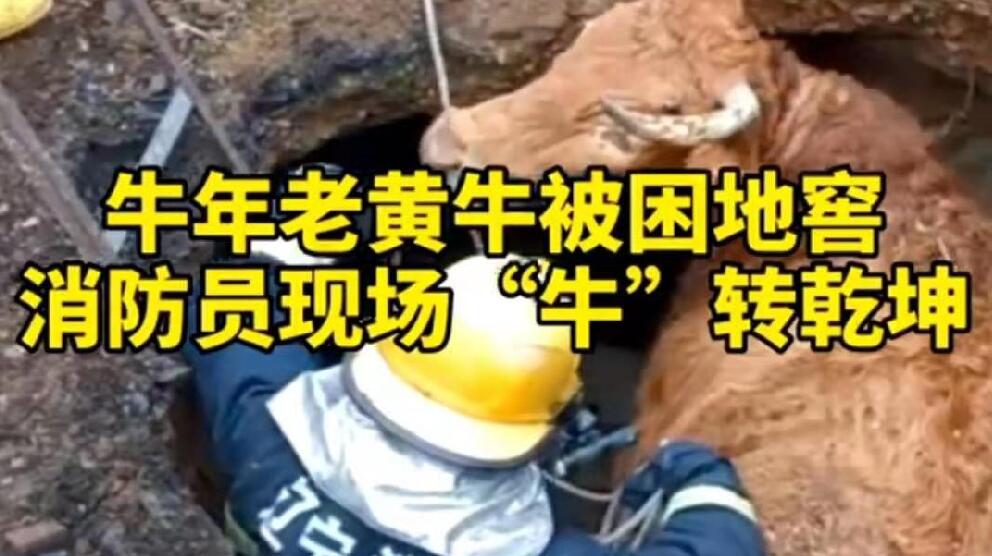 牛年老黃牛被困地窖，消防員現(xiàn)場“牛”轉(zhuǎn)乾坤！