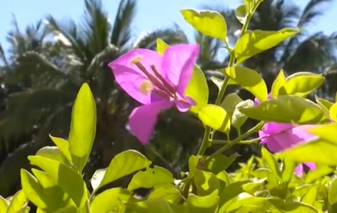 海南：超40℃！多市縣發(fā)布高溫預(yù)警