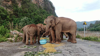 大象去哪兒？ 昨天野象群在玉溪易門活動(dòng)