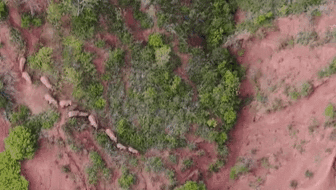 “象”往何方？ 象群正翻山南行 當(dāng)?shù)赜行蚴枭⑷罕? /></a>
<div   id=