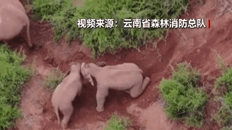 “象”往何方？野象群持續(xù)向南行進