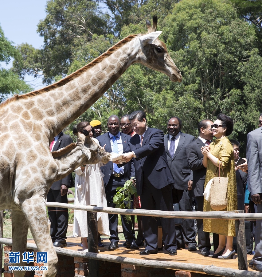 12月2日，國家主席習近平在津巴布韋考察野生動物救助基地。在基地負責人陪同下，習近平和夫人彭麗媛察看了基地救助的野生動物，并給大象、長頸鹿遞喂水果、樹葉。新華社記者 黃敬文 攝 