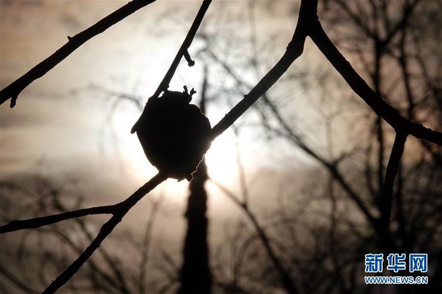 （國際·圖文互動(dòng)）（10）一場(chǎng)山火，讓這個(gè)冬天格外冷——探訪美國加州山火災(zāi)區(qū)