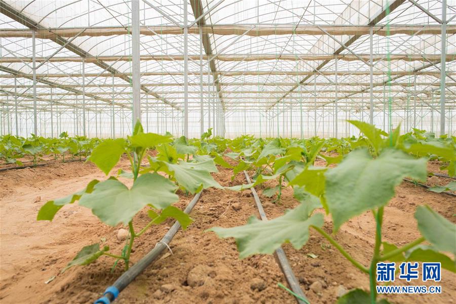 (國(guó)際·“一帶一路”高峰論壇·圖文互動(dòng))(6)荒漠正在成為瓜果飄香的綠洲——記中國(guó)國(guó)機(jī)重工埃及現(xiàn)代農(nóng)業(yè)溫室項(xiàng)目