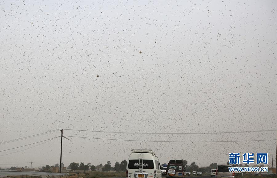 （國(guó)際）（1）也門遭遇蝗災(zāi)