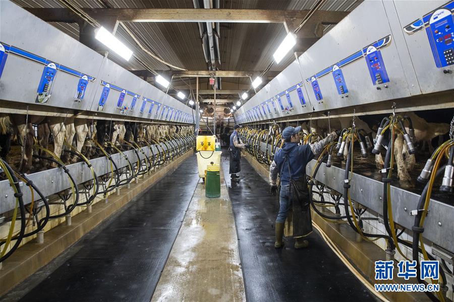 (國際·圖文互動(dòng))(3)通訊:“希望我們的乳制品順利裝船駛向中國”——美國奶農(nóng)期盼中美貿(mào)易爭端早日解決